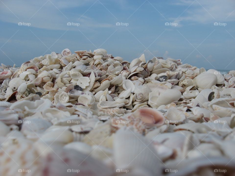 Sanibel Island seashore, washed up shells