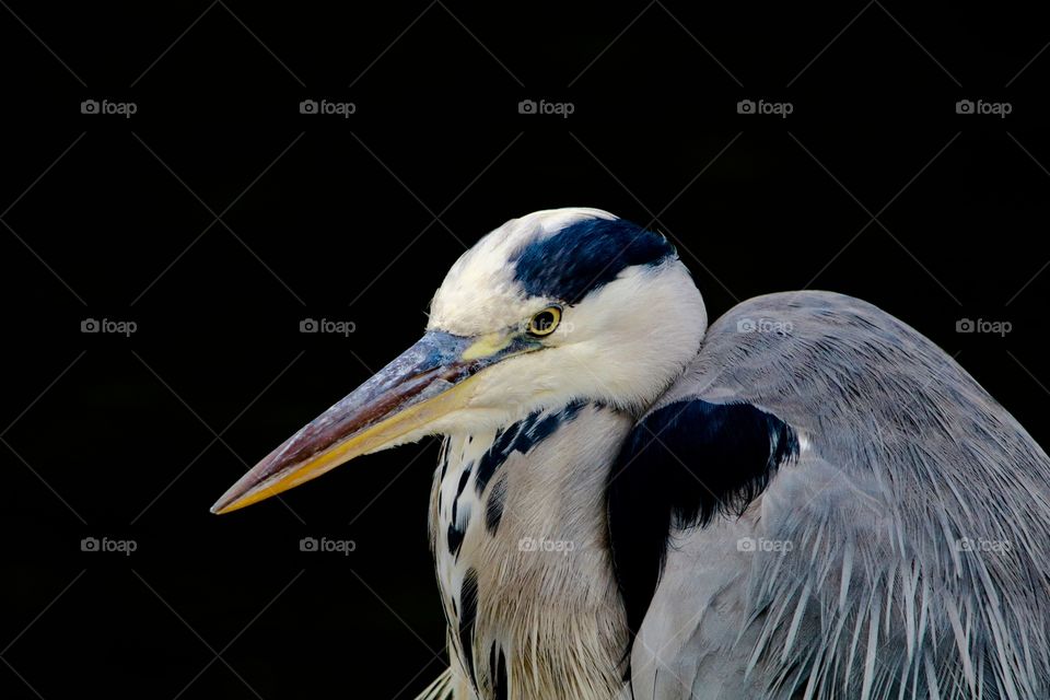 gray heron portrait;)