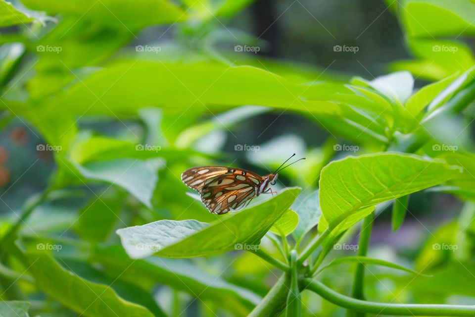 Beautiful Butterfly 