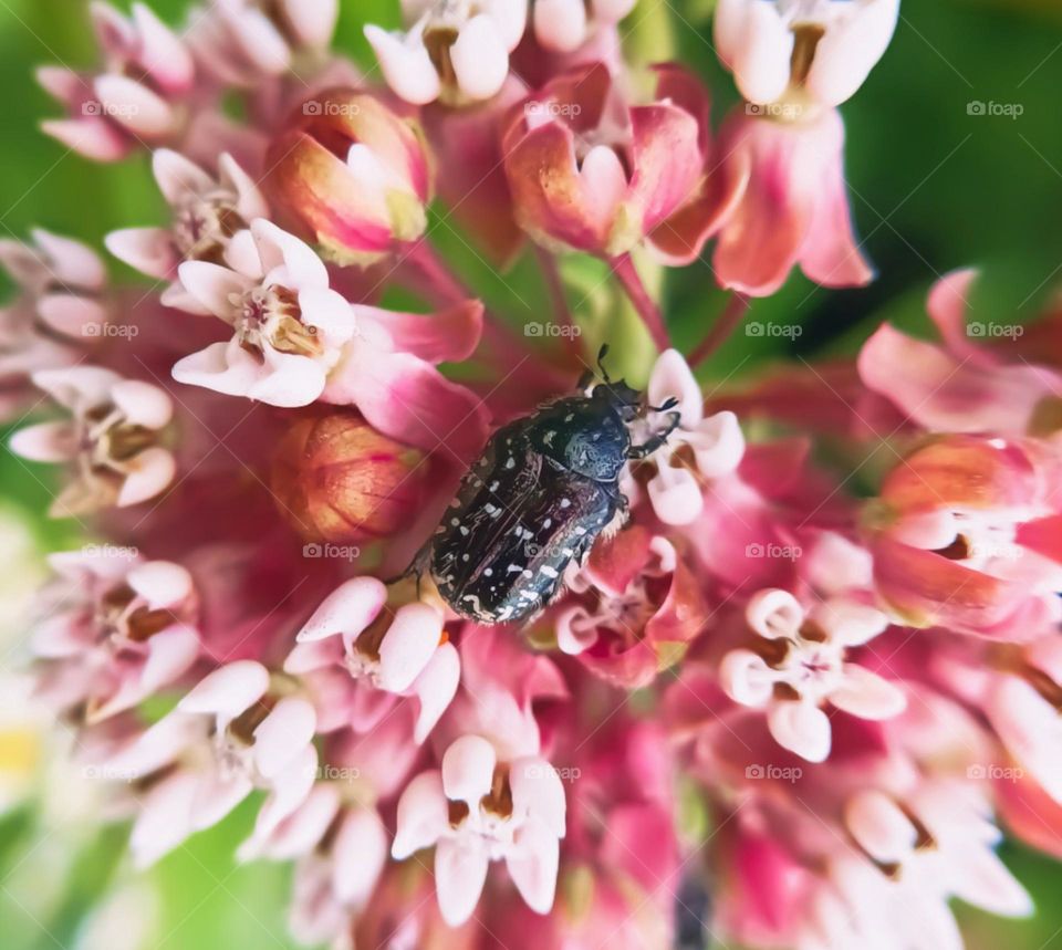 Macro photography #2