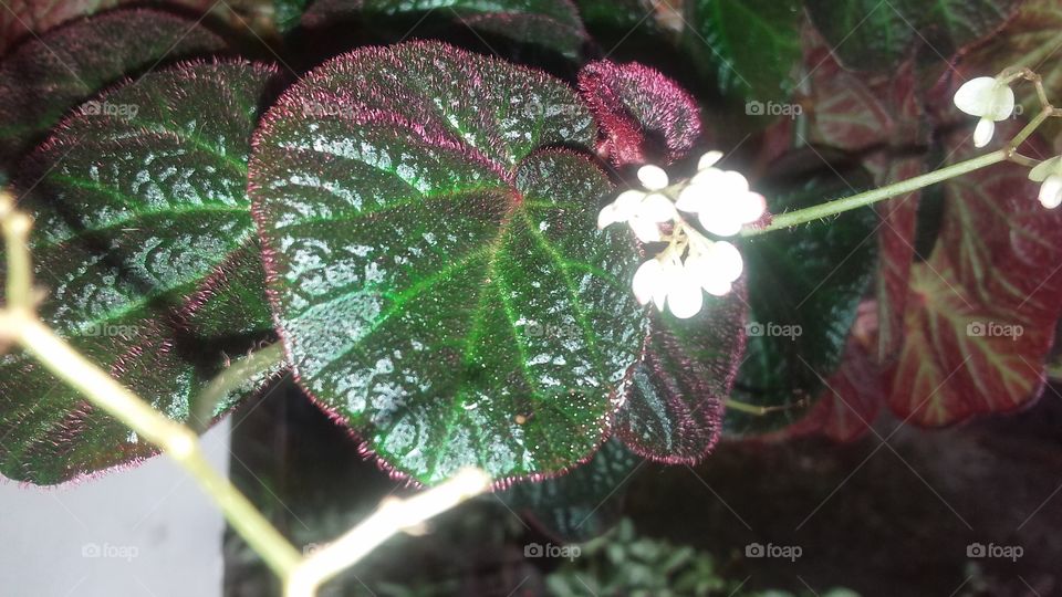 bigonia flowers