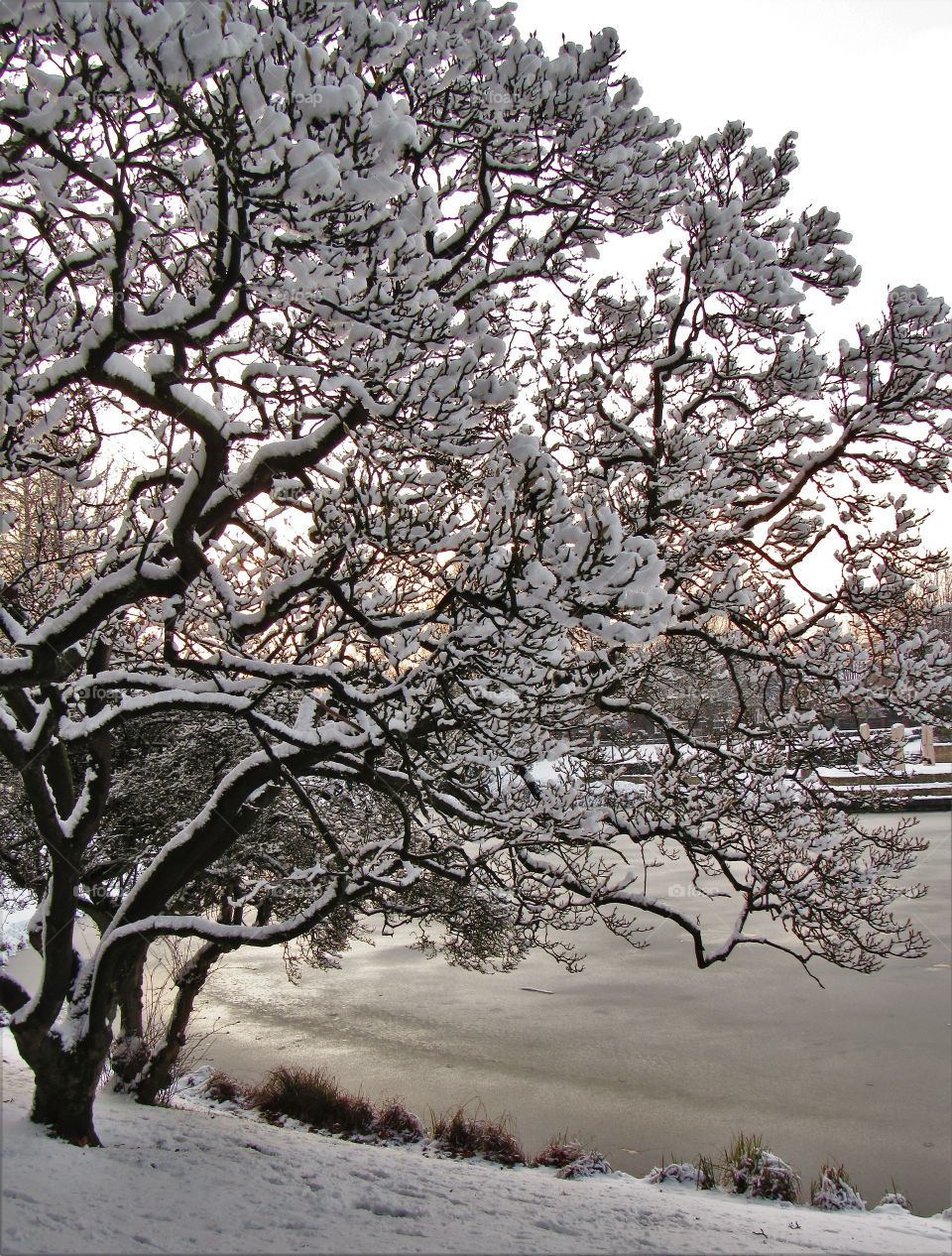 winter landscape