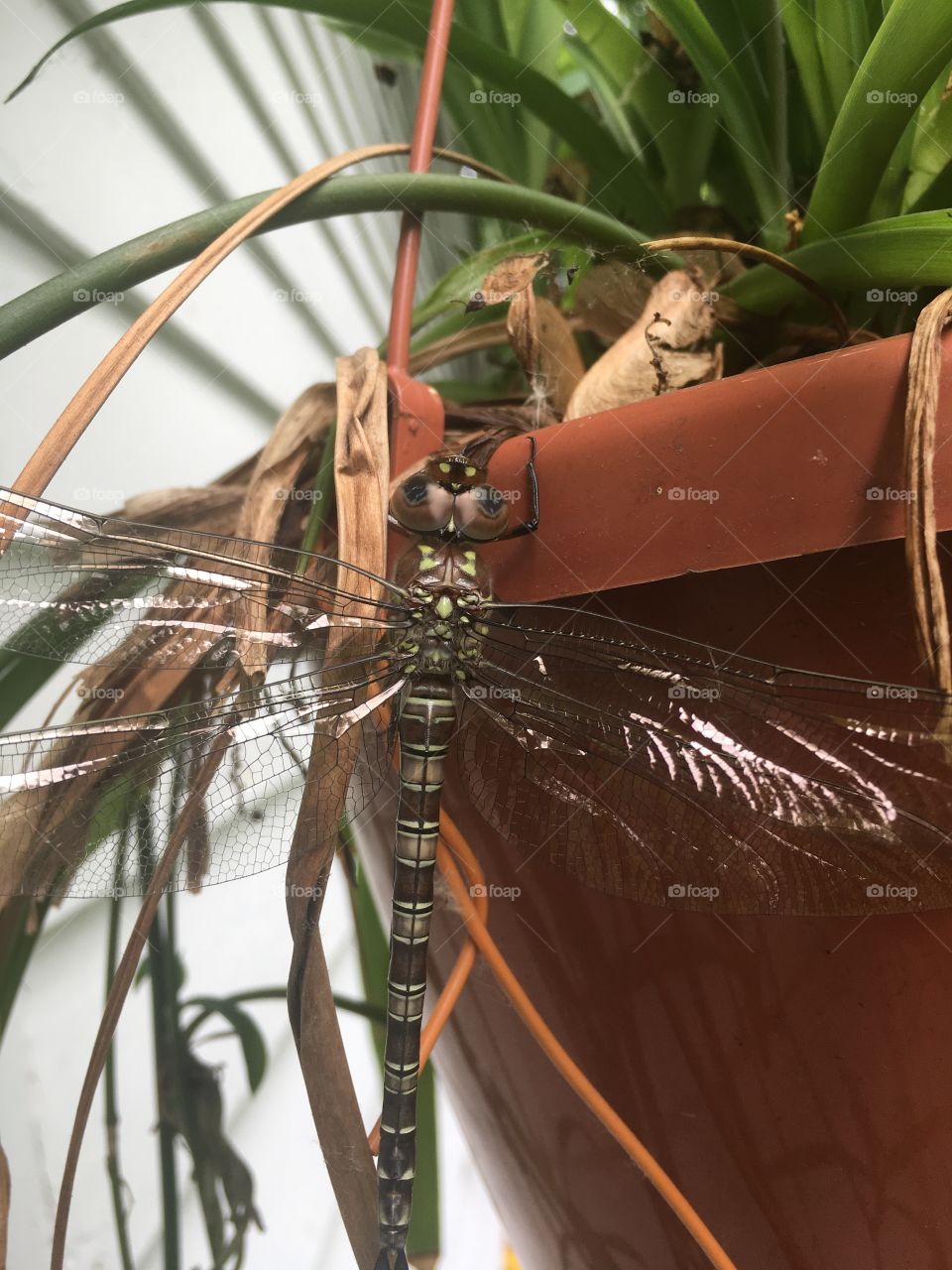 Dragon fly takes a break