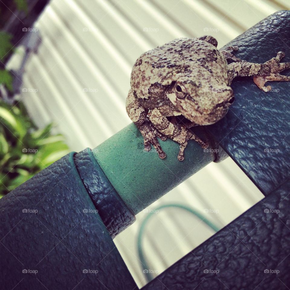 Froggy clinging to the chair by the pool