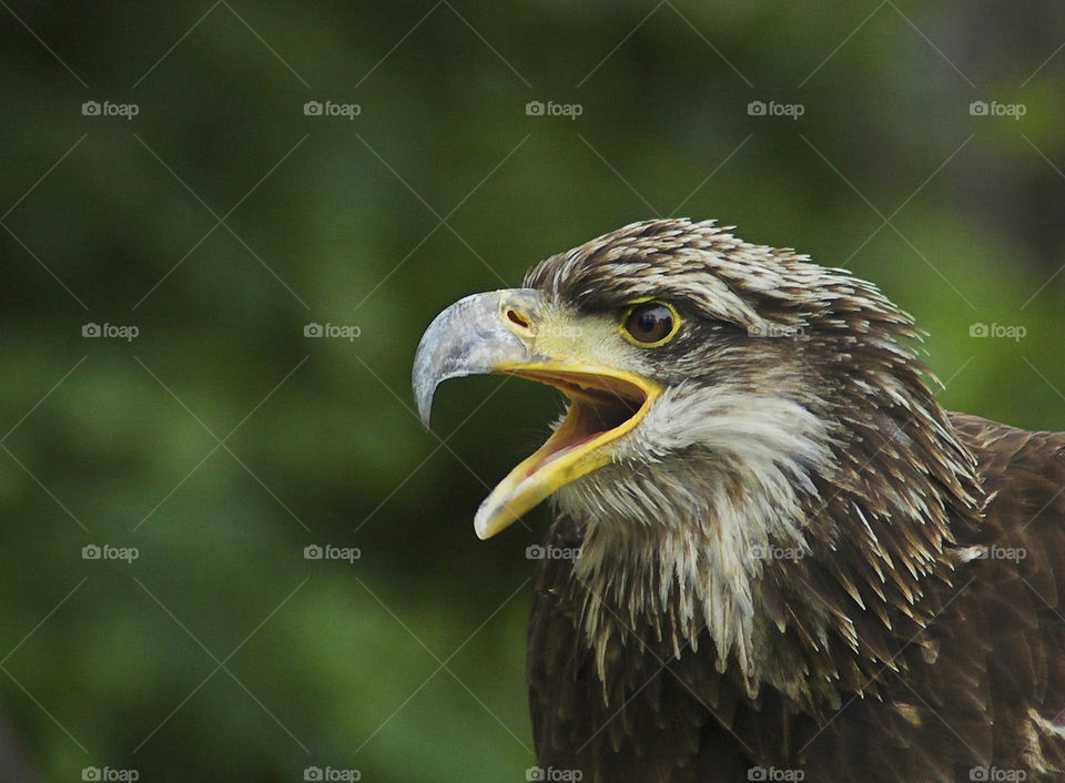 Steppe eagle