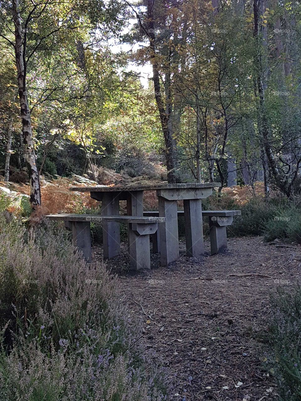 rustic bench giants table