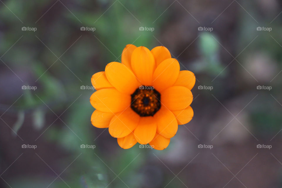 Closeup of beautifull small orange flower