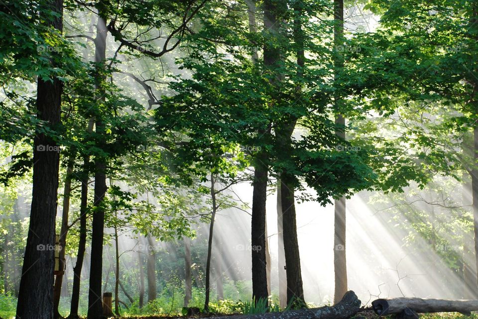 Scenic view of forest