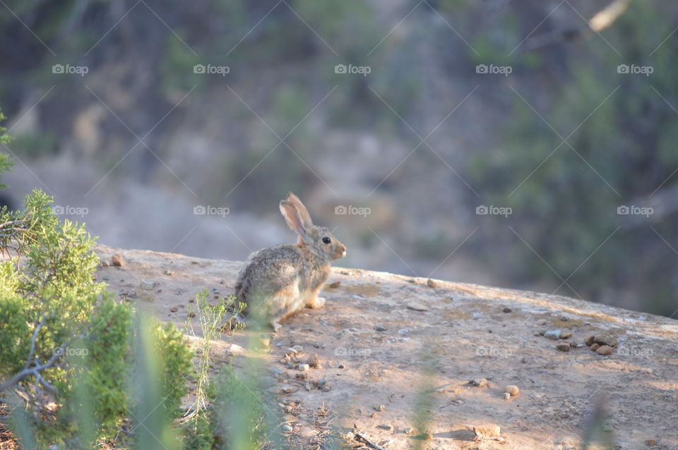 Bunny in Mesa Verde National Park