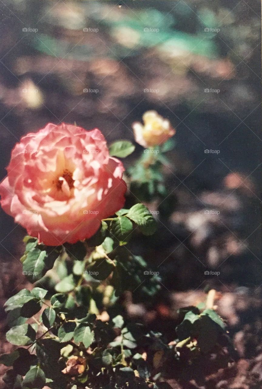 Rose is a rose is a Rose 