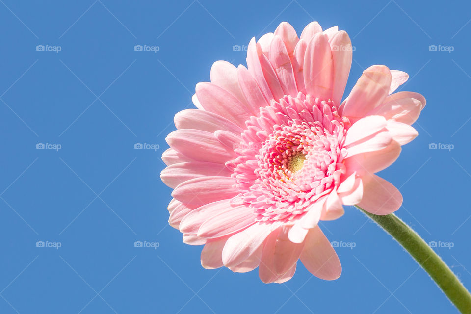 Pink blooming Gerbera flower against blue sky 