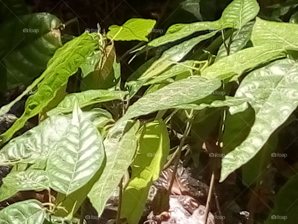 the planted COCOA leaf