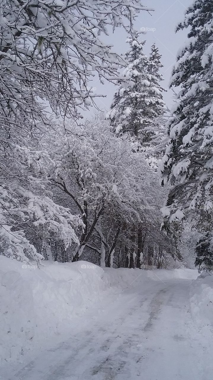 beautiful snow covered country driveway in Maine