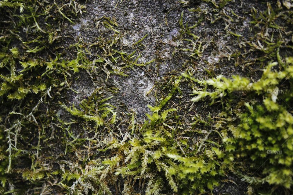 moss at stone