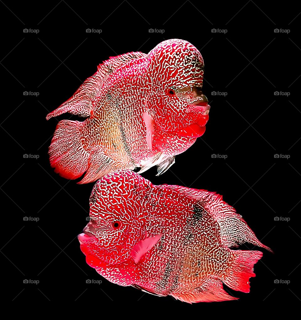 red louhan fish