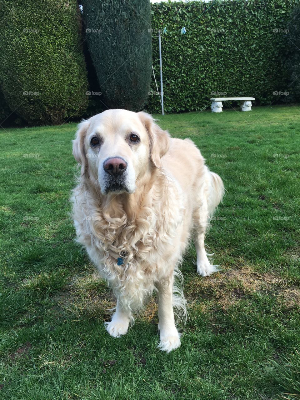 Dog, Grass, Pet, Canine, Mammal