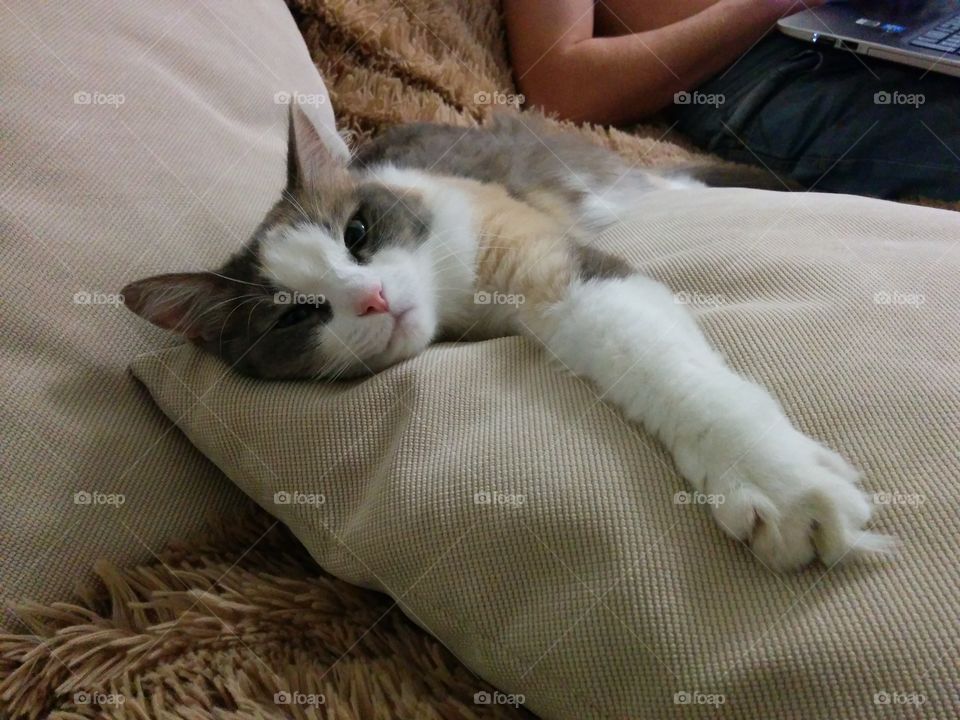 Sleep, Cat, Bed, Pillow, Pet