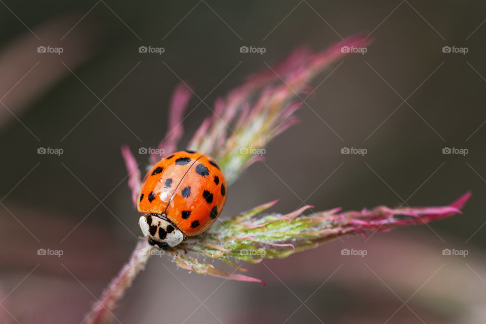 Ladybug on a japanese maple's leaf