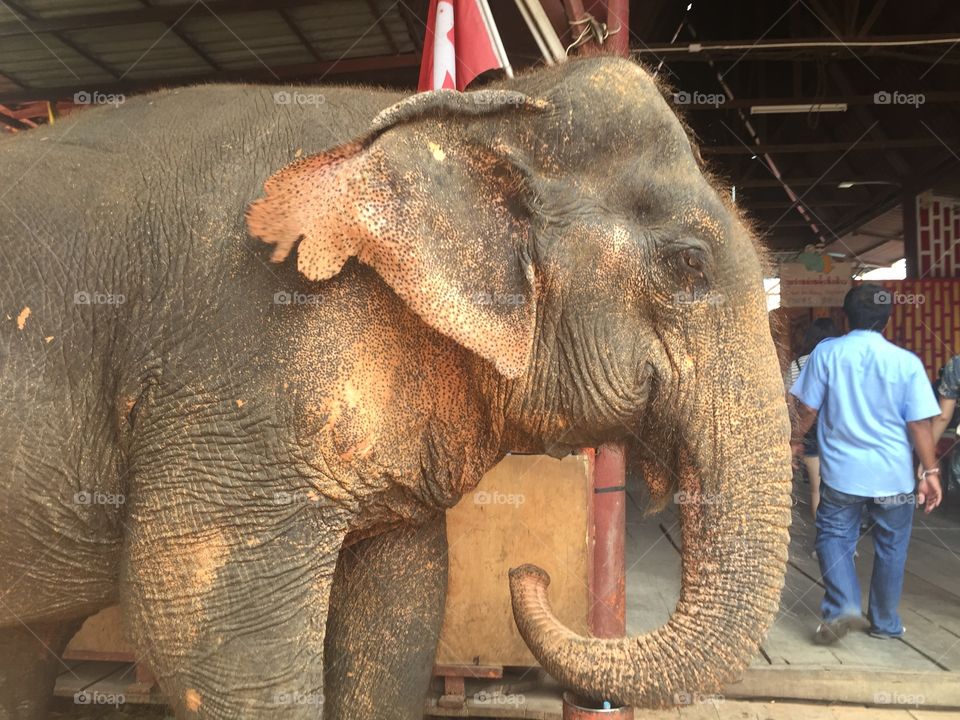 An elephant in Thailand 