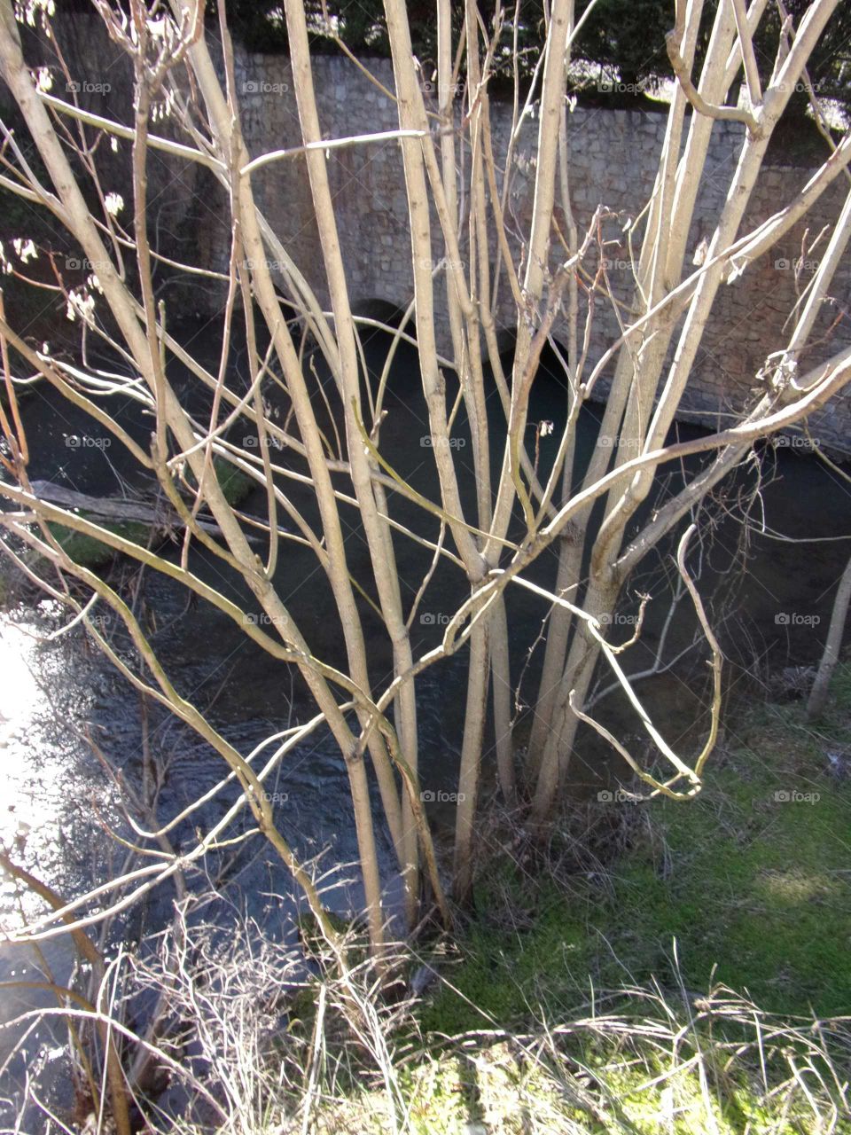 tall reeds with blooms