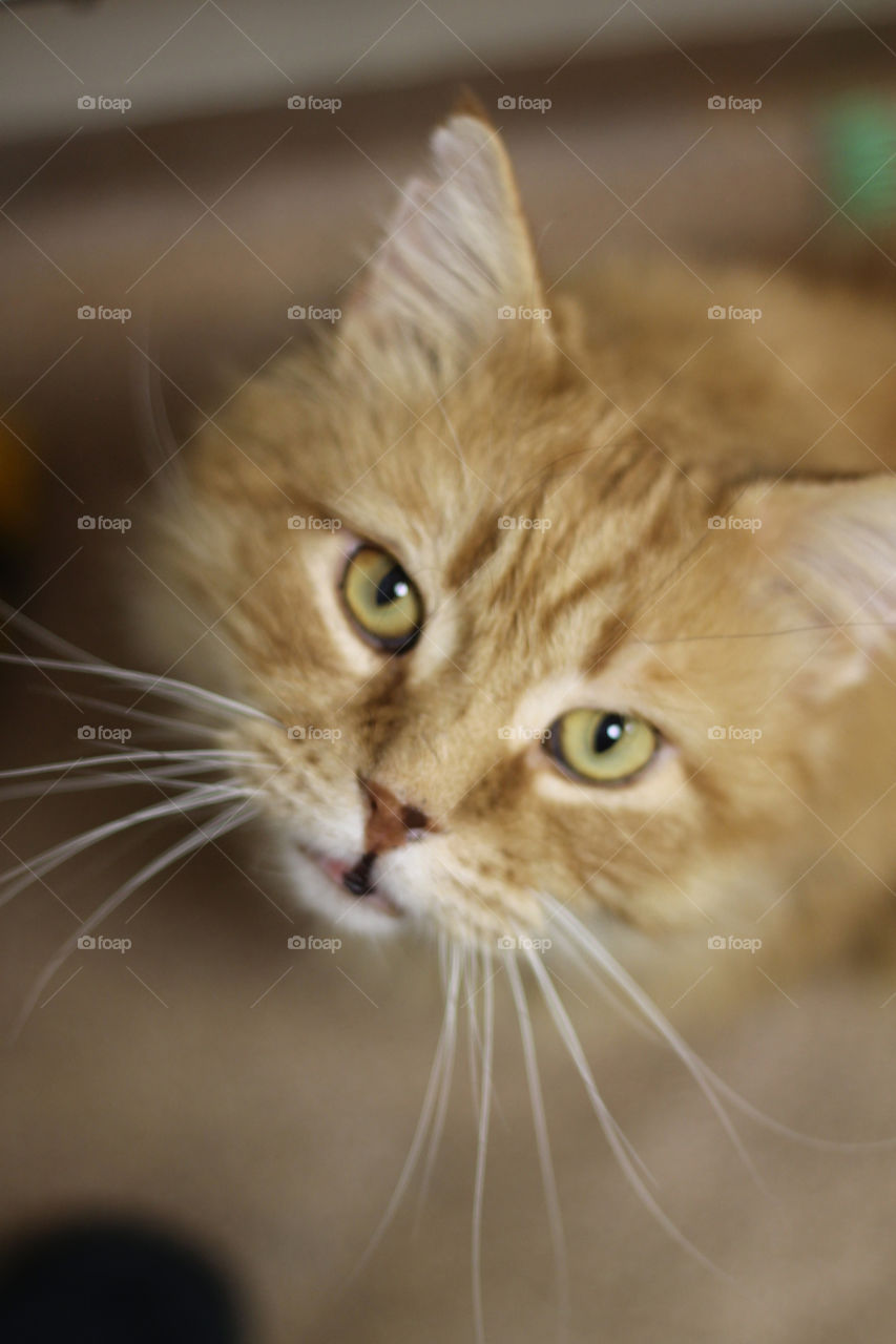 Goldie fought his way through a cat colony and won--to a great home! Fluffy longhaired ginger cat.