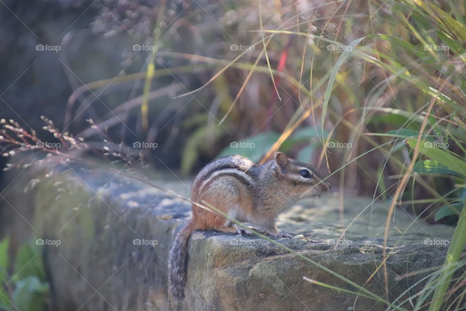 Chipmunk in northern Ohio, USA