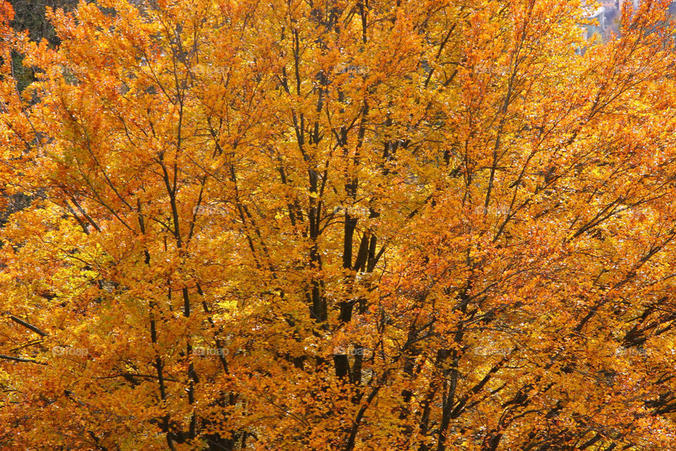 tree orange leaves leaf by kshapley