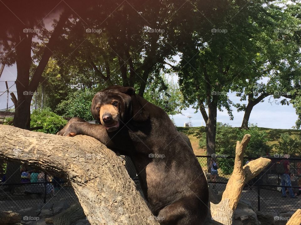 Sun bear in tree at Omaha’s Henry Doorley Zoo