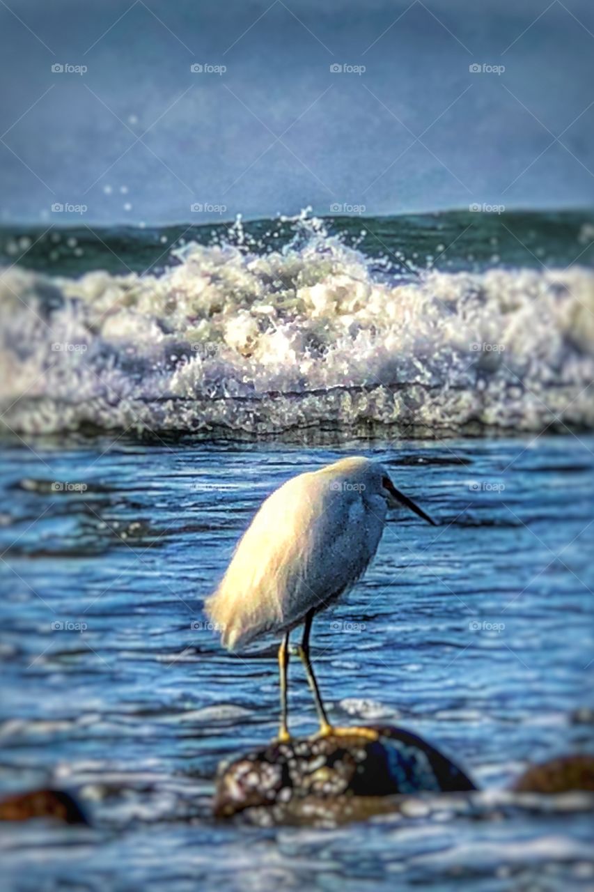 Amazing Egret in the Waves