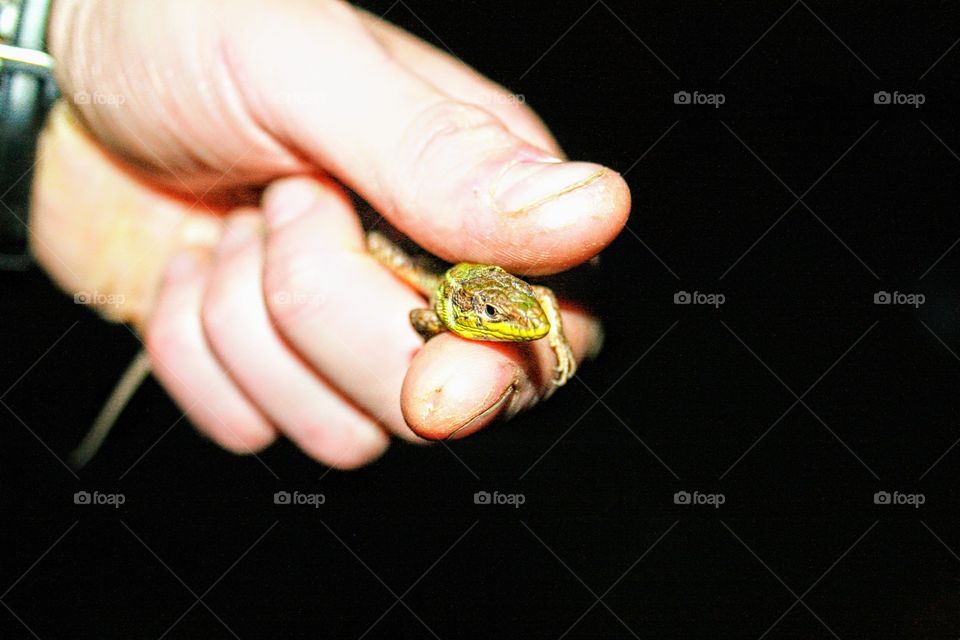 lizard in the hand