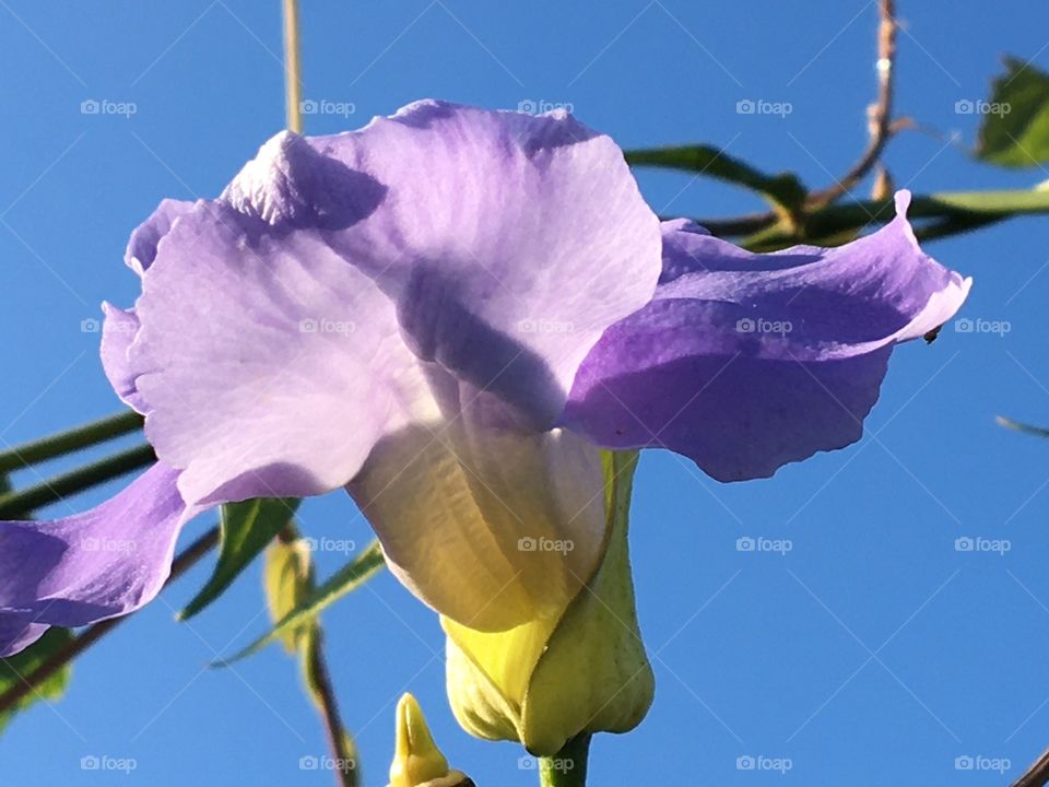 Delicate flower on great blue sky