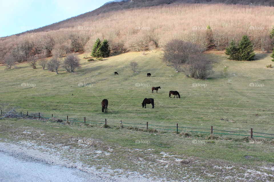 grazing horses