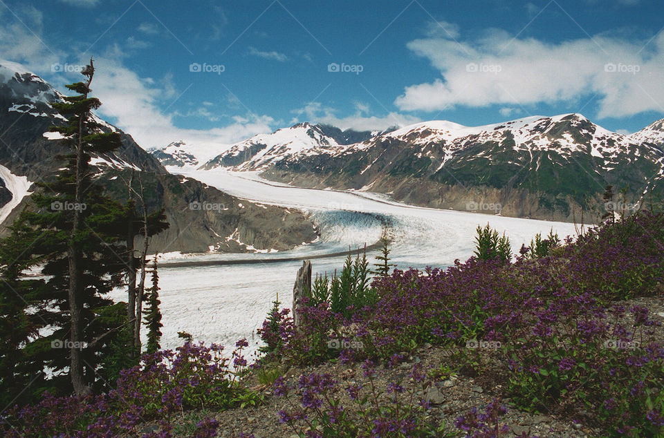 flowers purple mountains glacier by kshapley