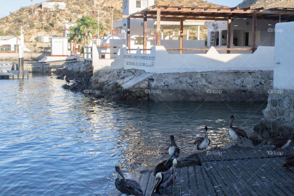 Brown pelicans on a boat launch with buildings in the background