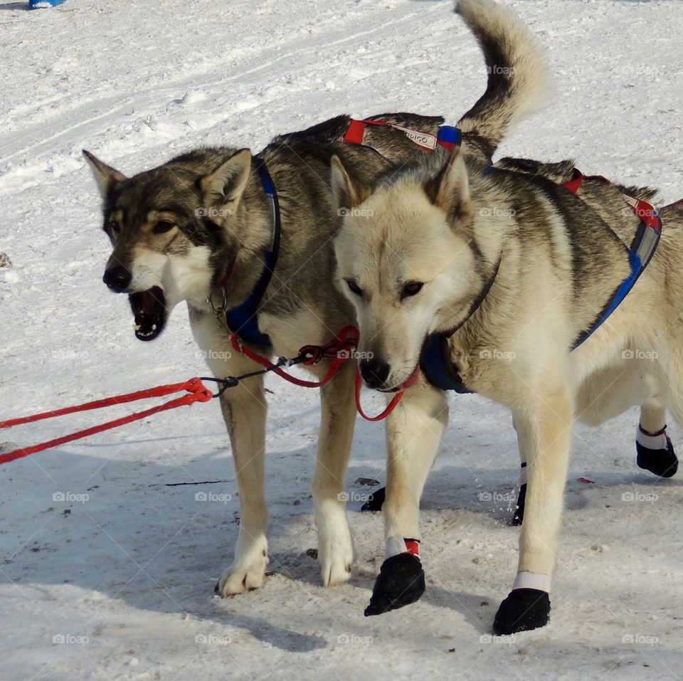 Huskies before a sled dog race
