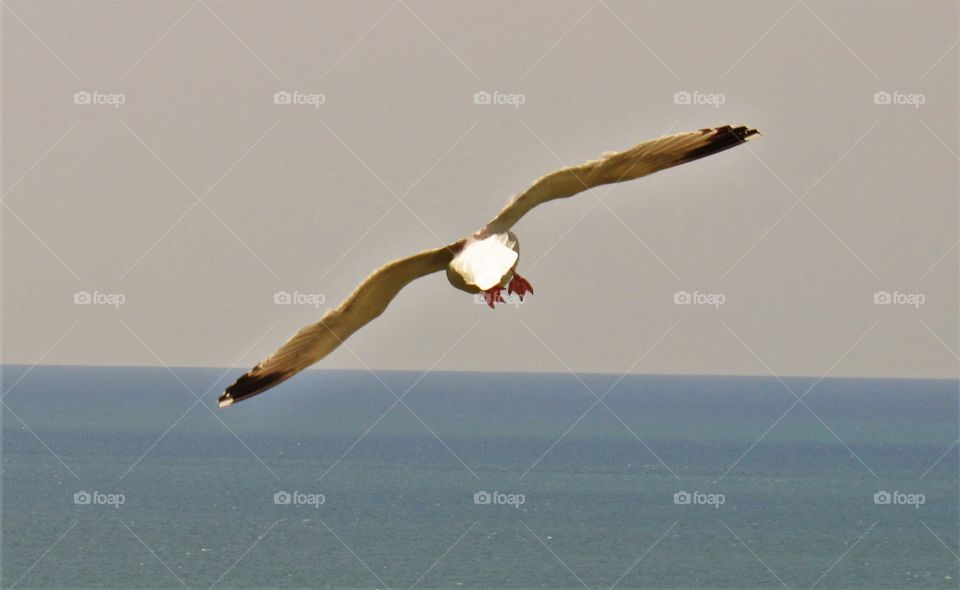 Seagull