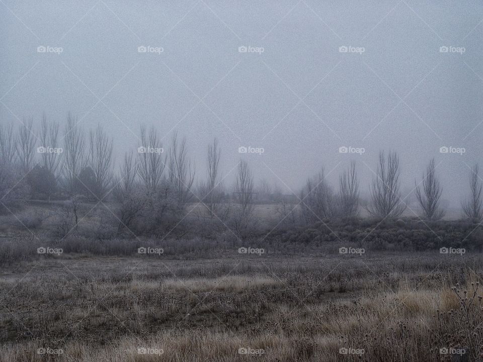 Foggy vista