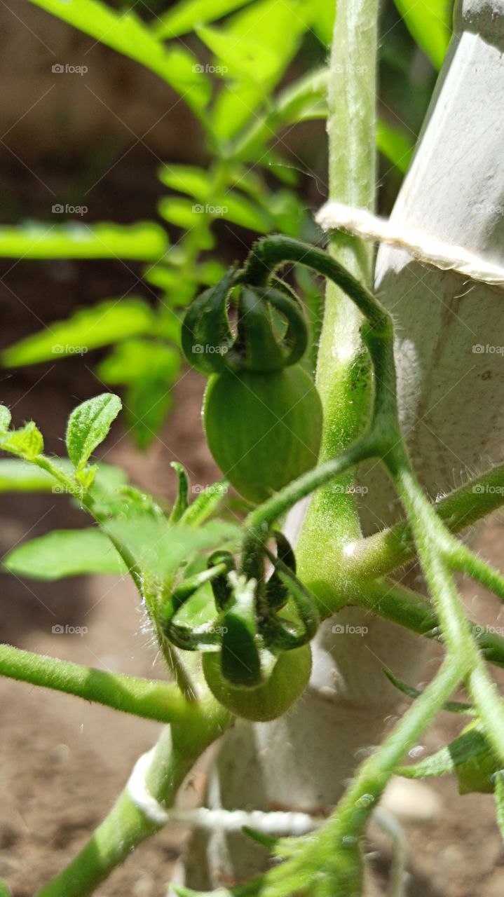 Tomato pomodoro