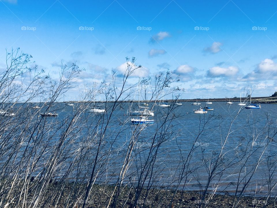 A chilly autumn day by the river. A beautiful blue sky and puffy clouds can be seen whilst peeping through the long wispy reeds.