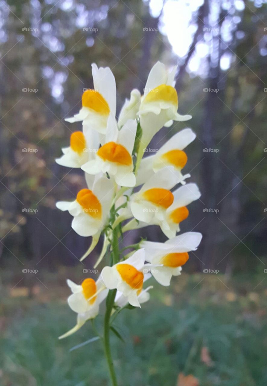 white and yellow flower