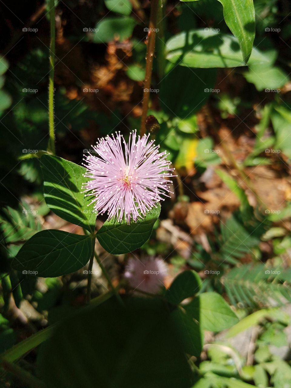 Nidikumba flower