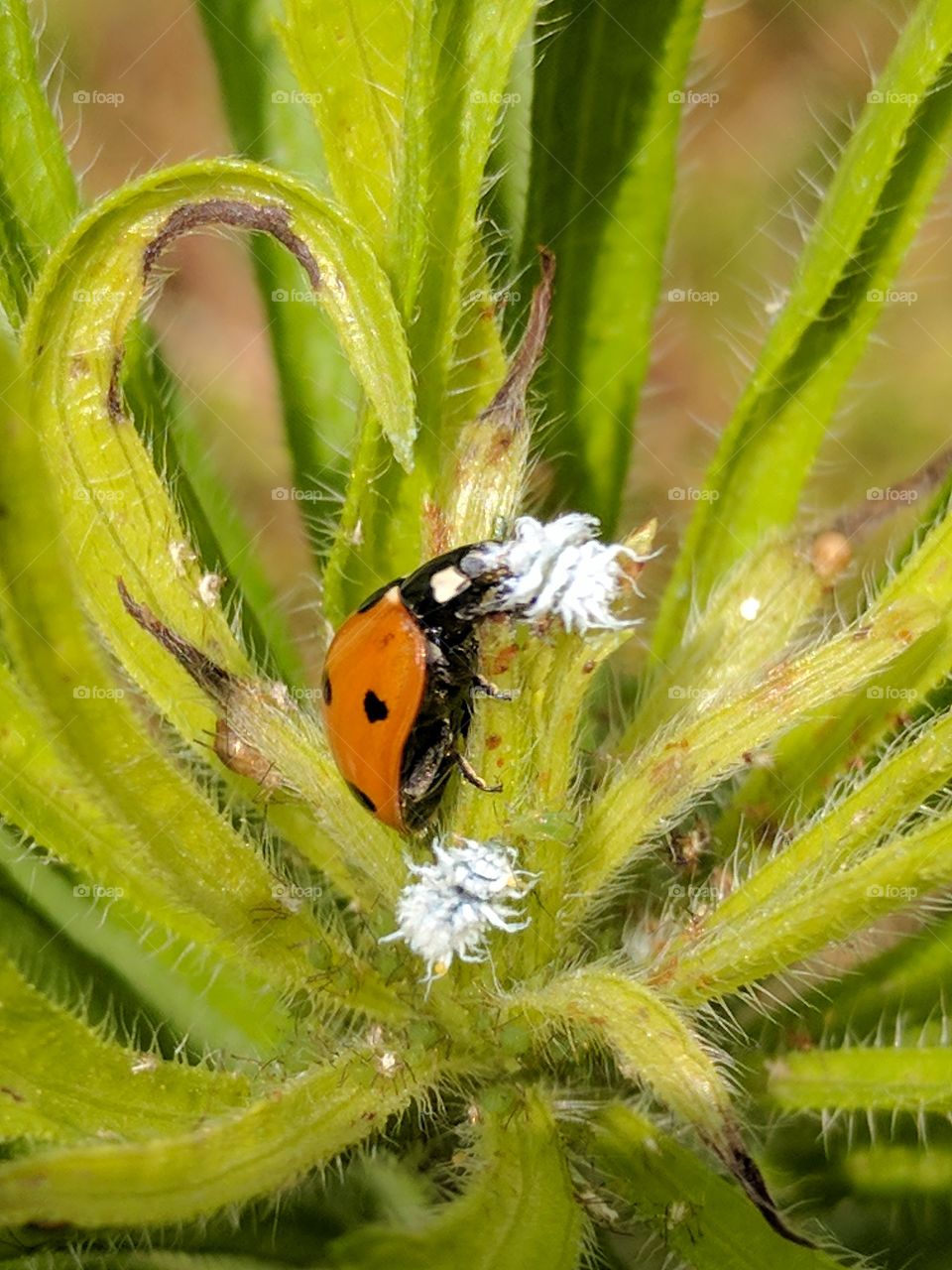 a ladybug taking care of the mealybugs