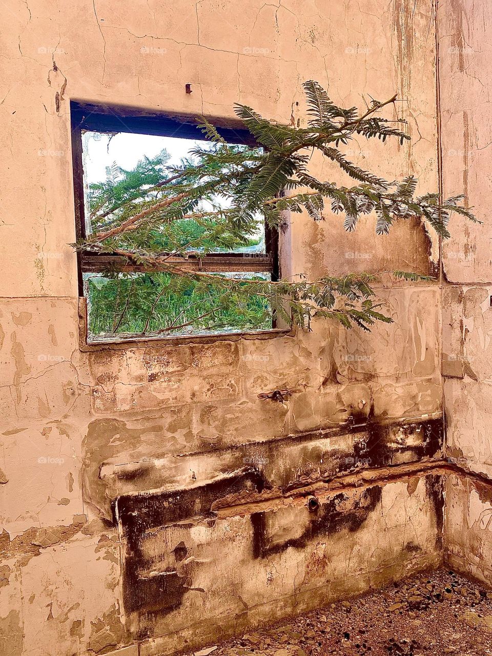 Tree growing through burned down house