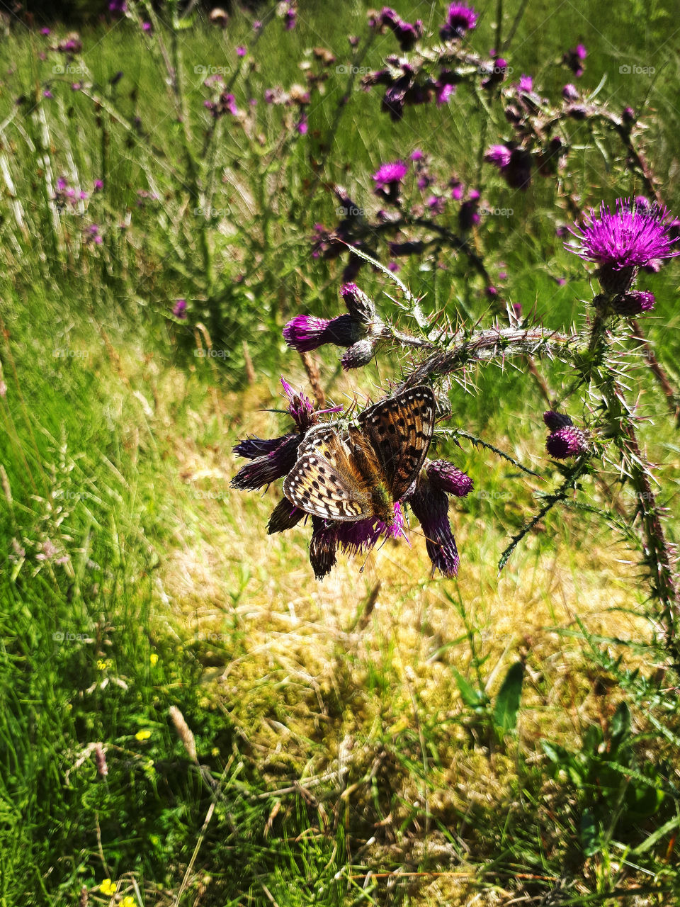 Brown Butterfly on Thistle