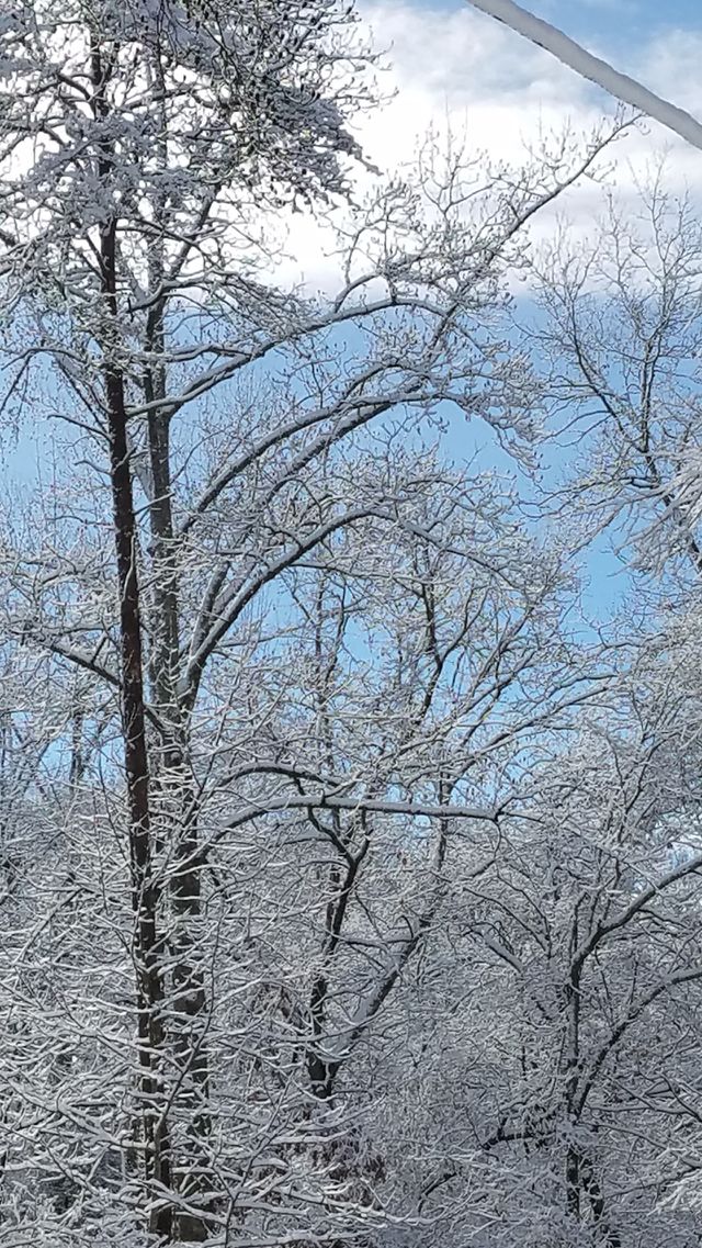 snowy trees, clear blue sky