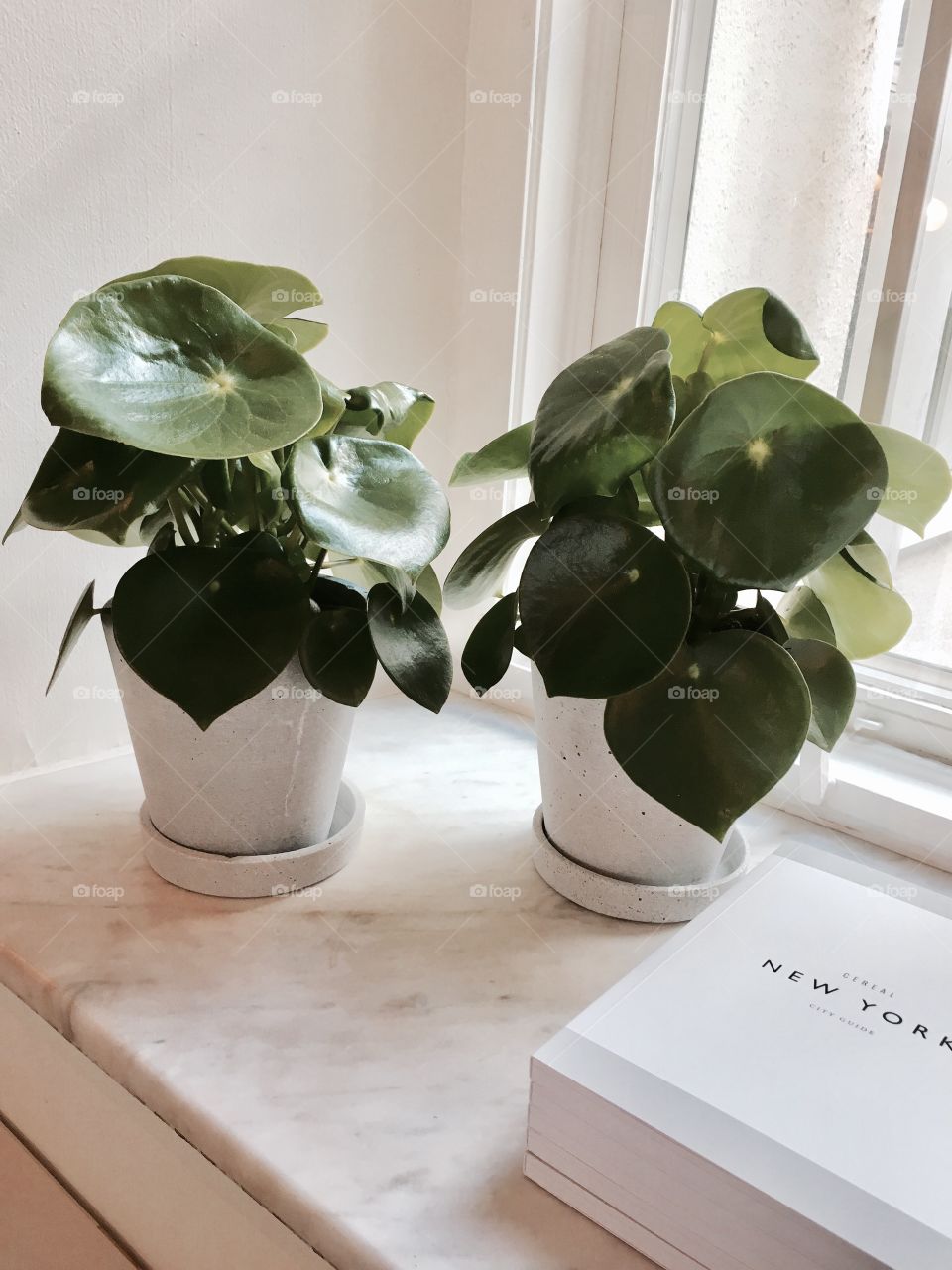 Elevated view of potted plant by window