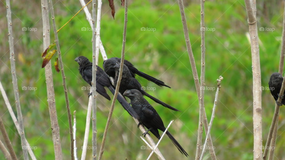 Black birds Garrapateros 