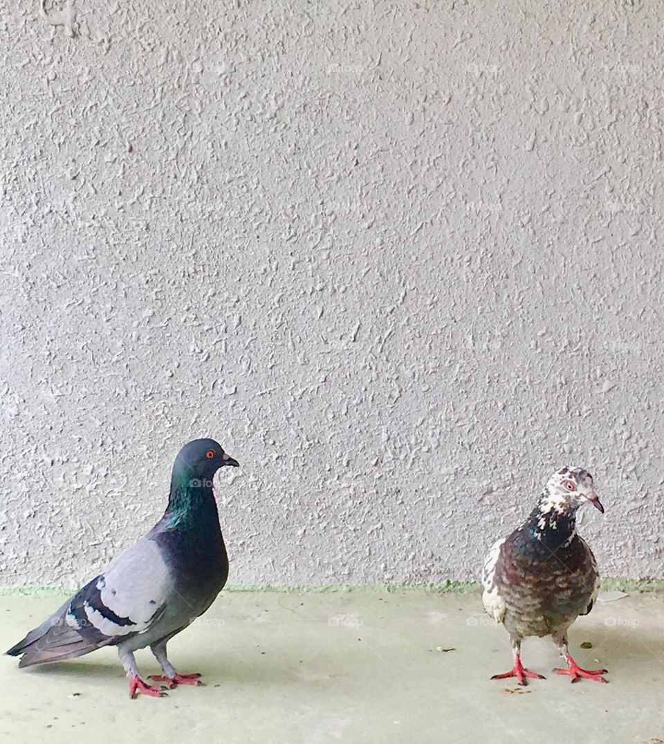 Love birds… our resident pigeons waiting for their meal 