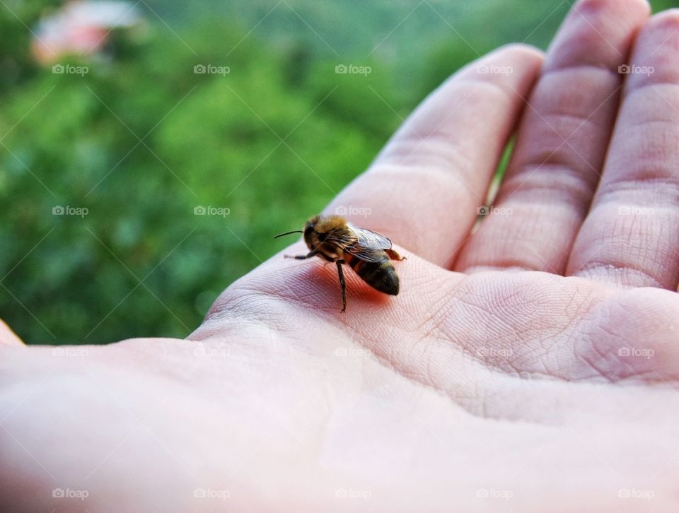 Bee on a hand