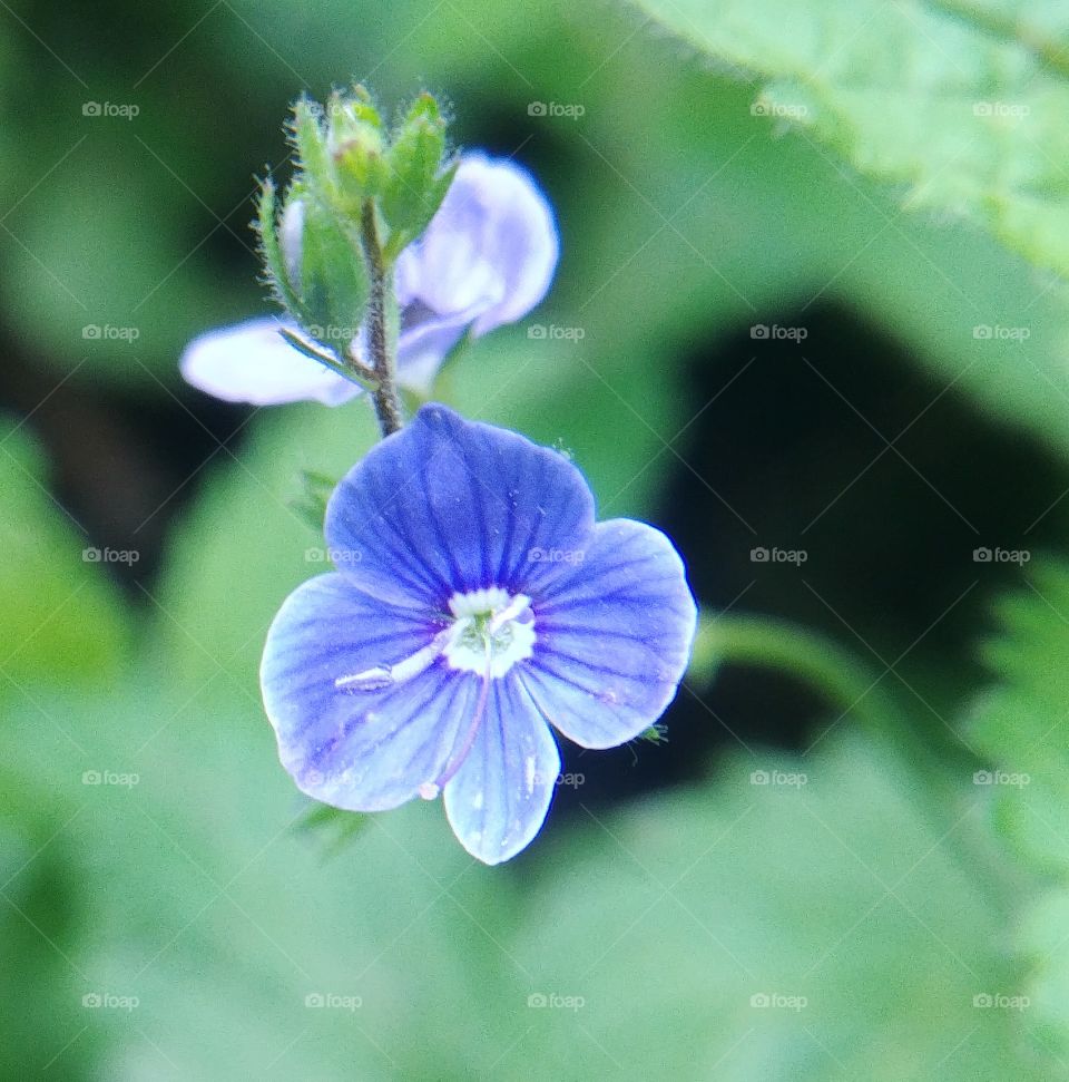 blau Violett blühen Blüte blume Flower blue